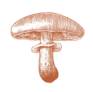 Brown mushroom