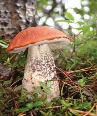 Leccinum boreale
