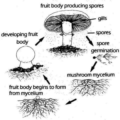 Mushroom-life-cycle_large