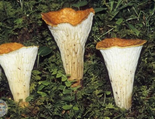 The University of Alberta’s New Mycologist!