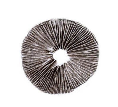 Spore print