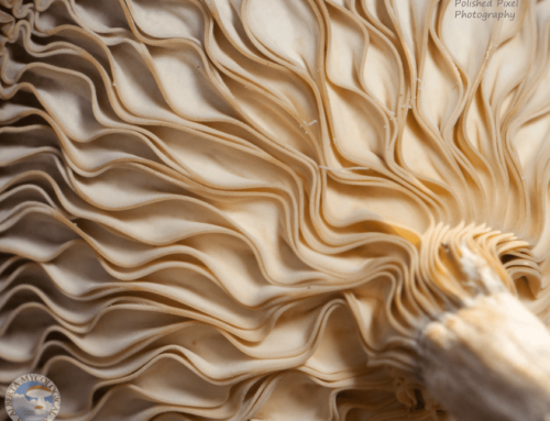 “How I Became a ‘Mushroomer’”by Christine Costello