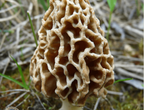 “Morels are the name of the game” by Michael Moar
