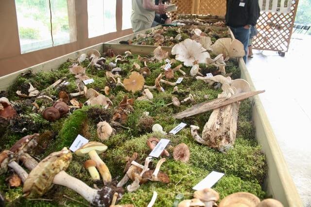 Mushroom Expo 2019
