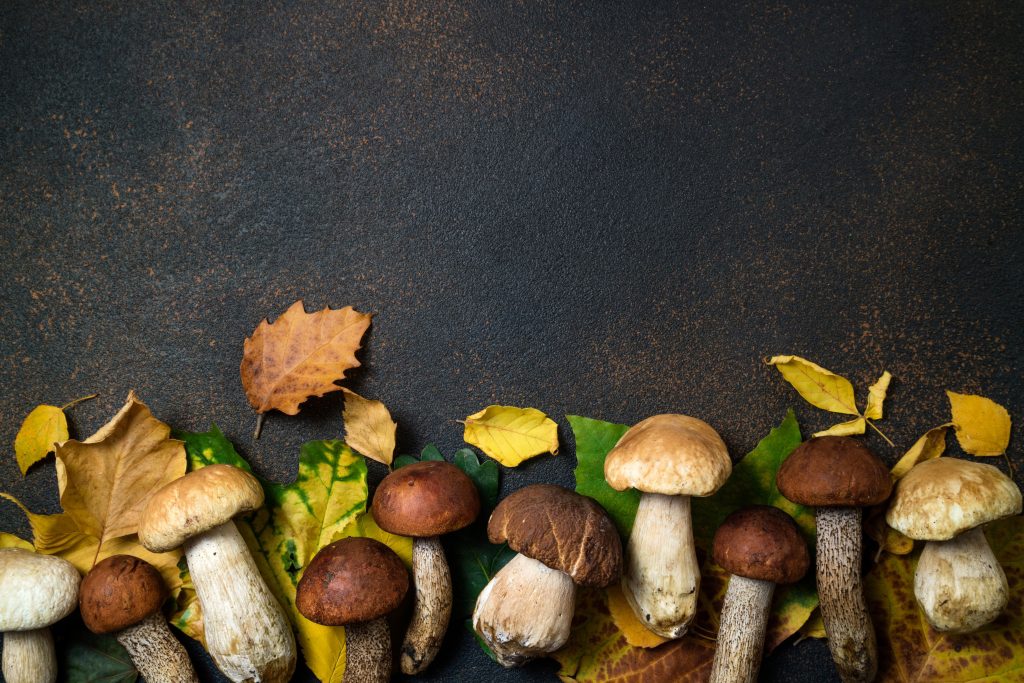 City of Champignons Mushroom Expo Alberta Mycological Society