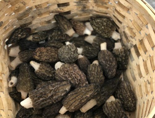 Morels in Alberta