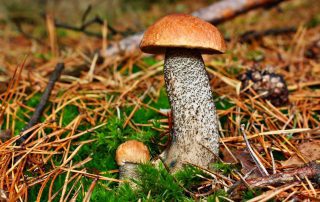 Leccinum insigne