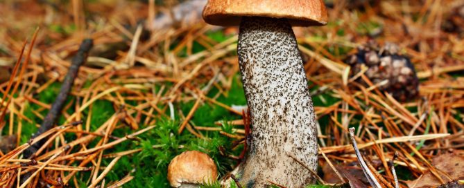 Leccinum insigne