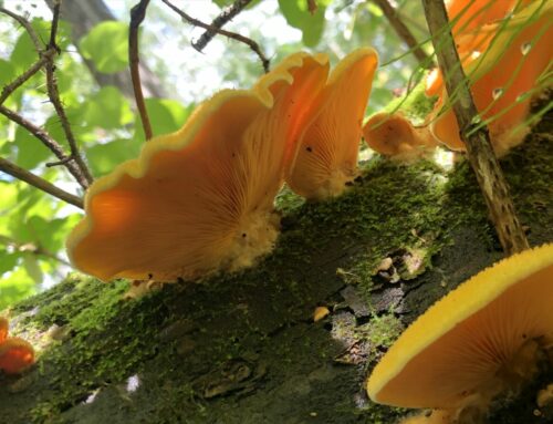 Fungal Conservation in Alberta Webinar