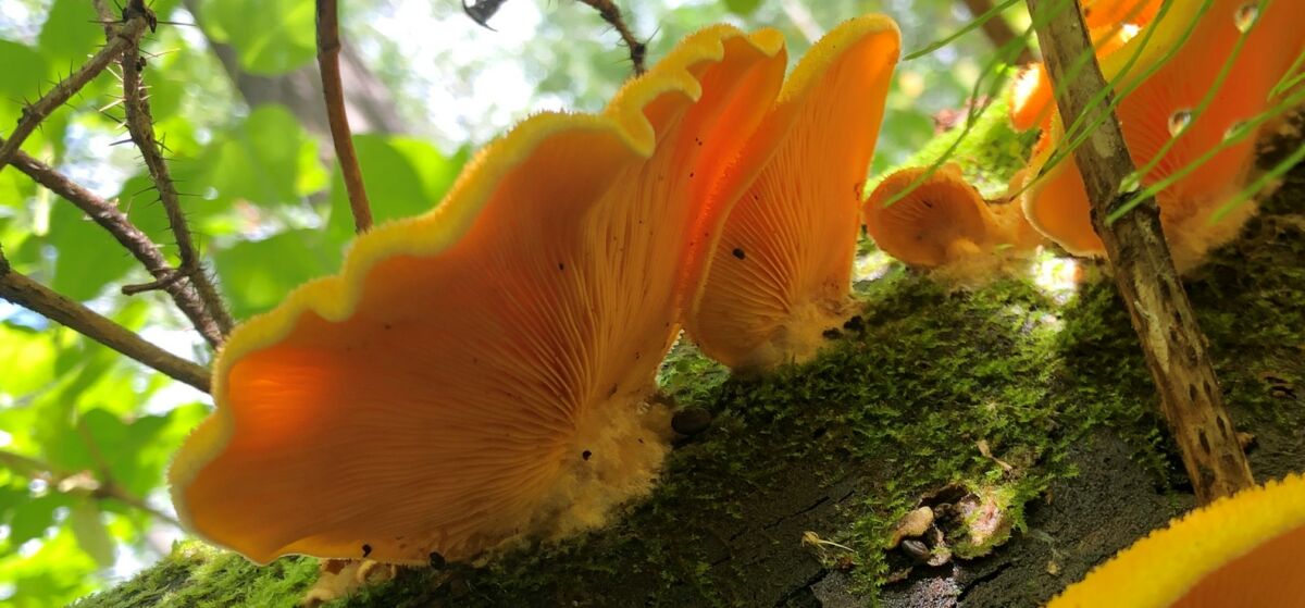 Phyllotopsis nidulans – Copy