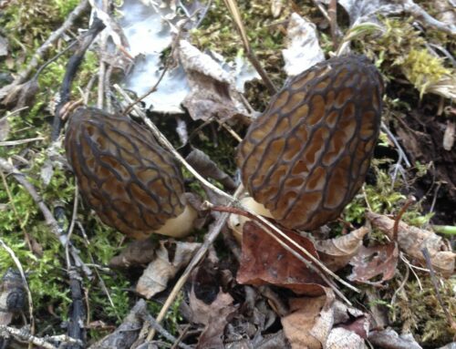 Morchella spp.