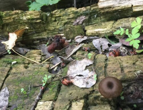 Alberta Mycological Society Statement about Mushroom Identification Apps