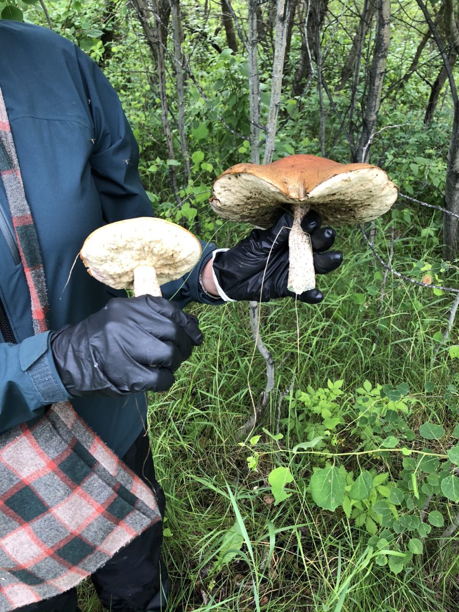 Leccinum insigne2