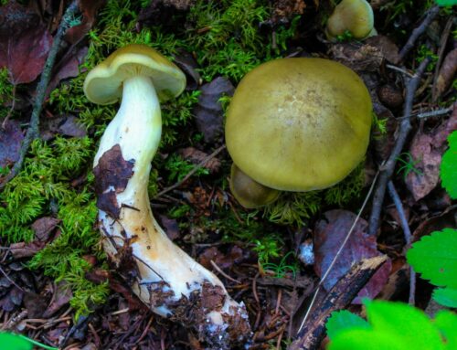 Tricholoma Saponaceum