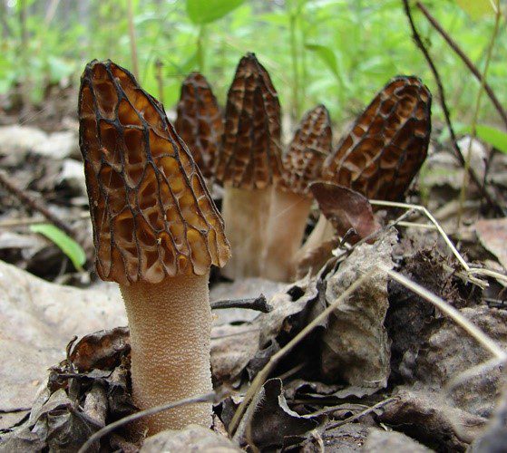Morels