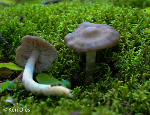 Entoloma Rhodopolium