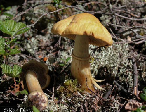 Cortinarius caperatus