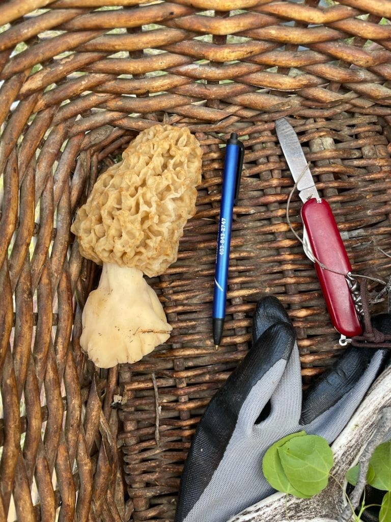Blond Morel (Morchella americana)