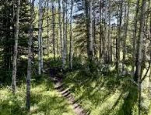 Calgary Foray Bragg Creek