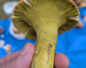 Hypomyces luteovirens
