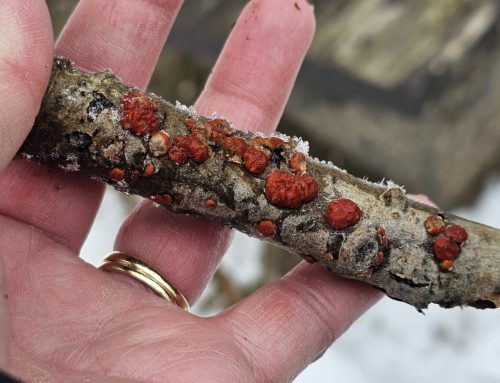 Clifford E. Lee Nature Sanctuary