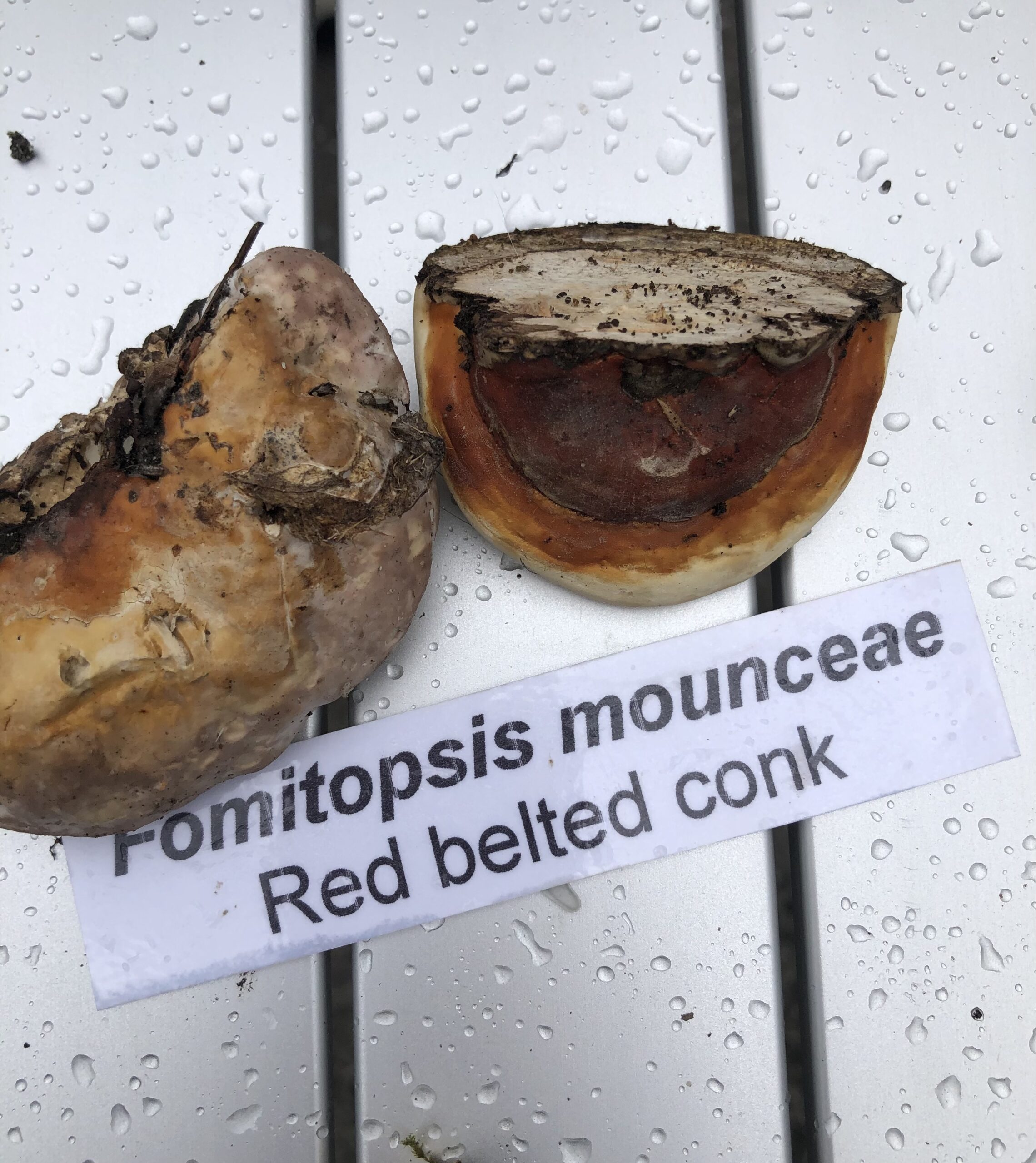 IMG_4513