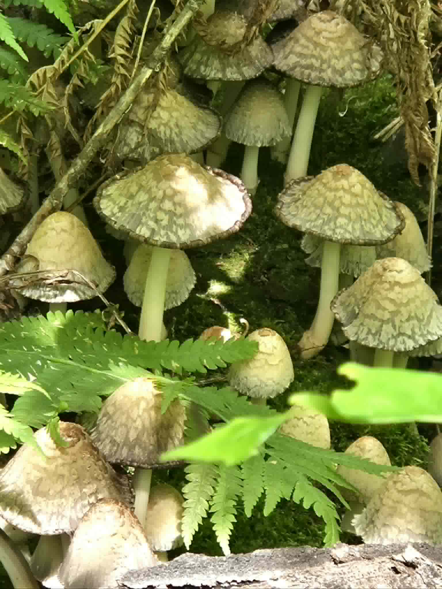 2026-07-05 – Tammy Perka – Inkycaps2