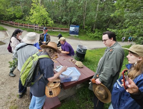 Mill Creek Ravine, Edmonton Foray July 11