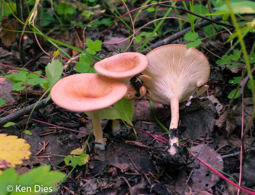 Infundibulicybe gibba