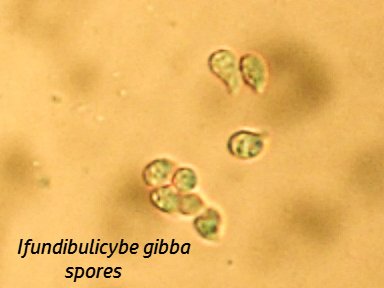 Infundibulicybe gibba spores ABC